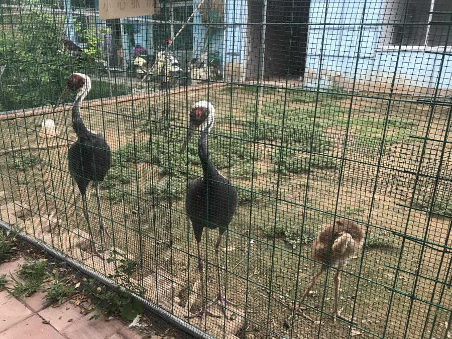 天鵝湖風景區(qū)（泰山）速覽！(圖6)