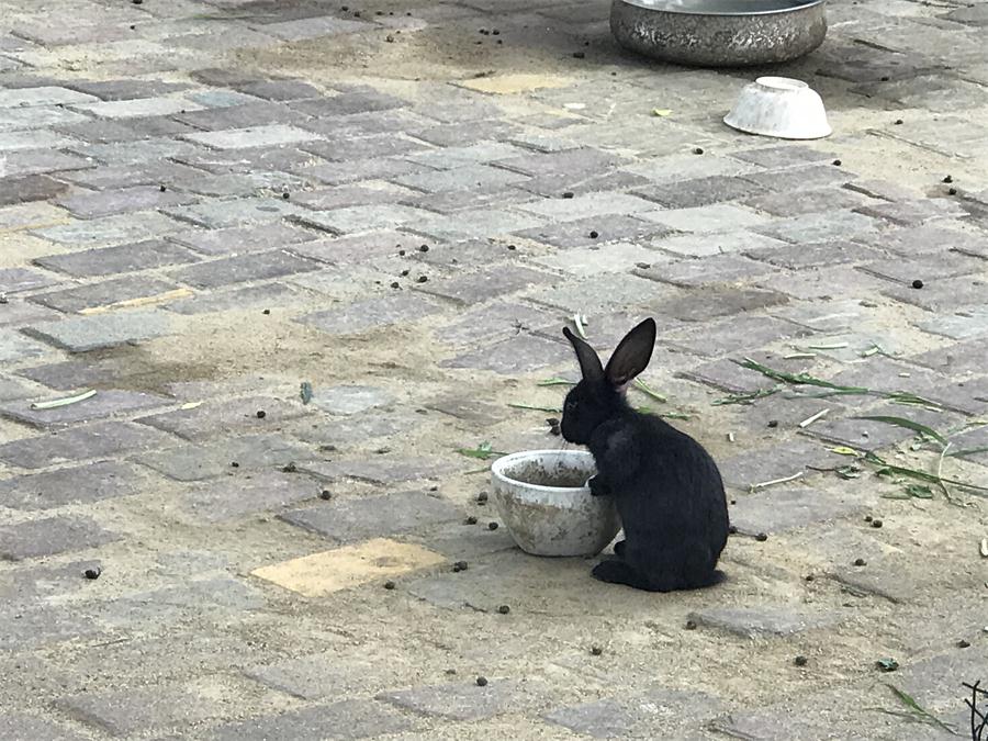 天鵝湖風景區(qū)（泰山）速覽！(圖7)